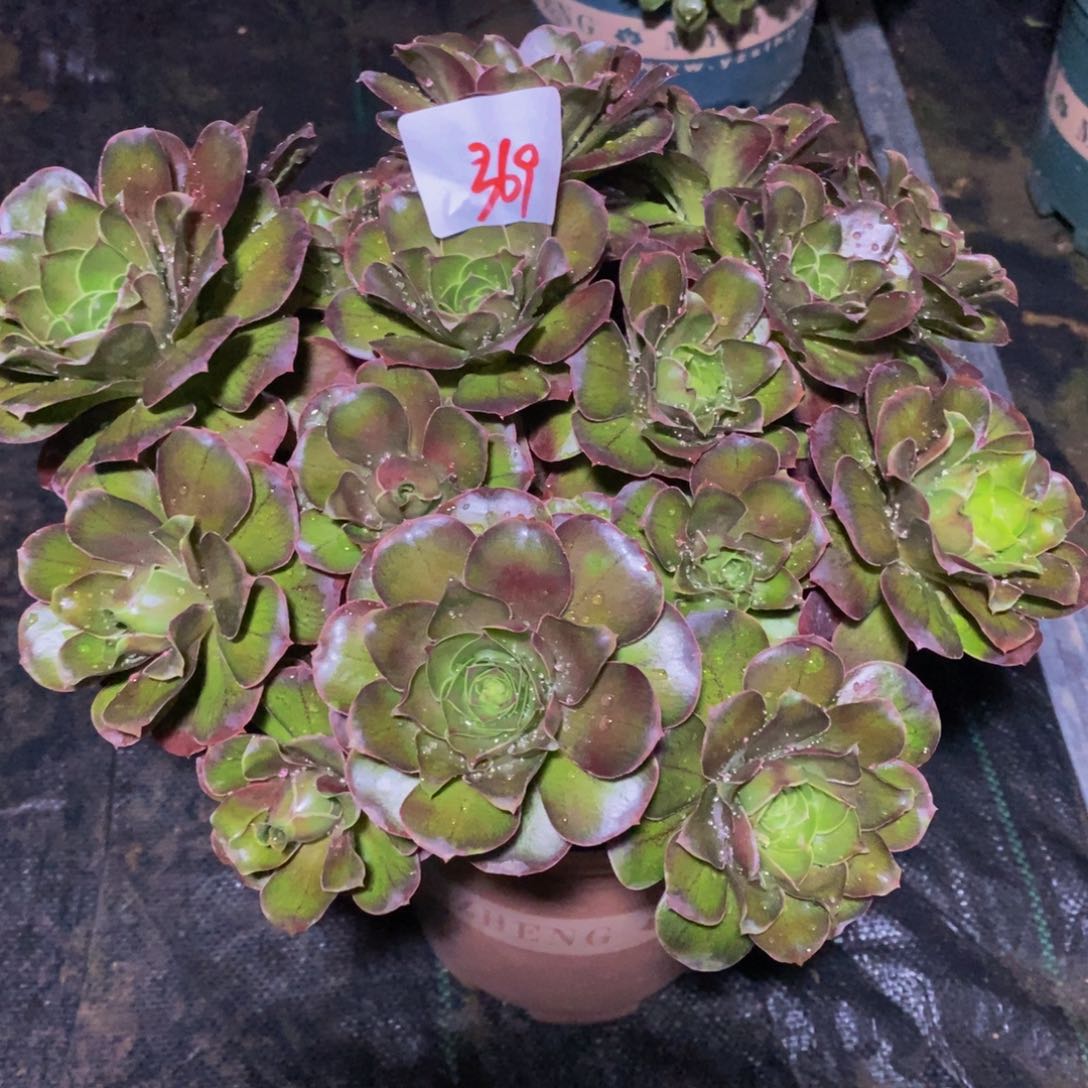 369号媚金法师多肉