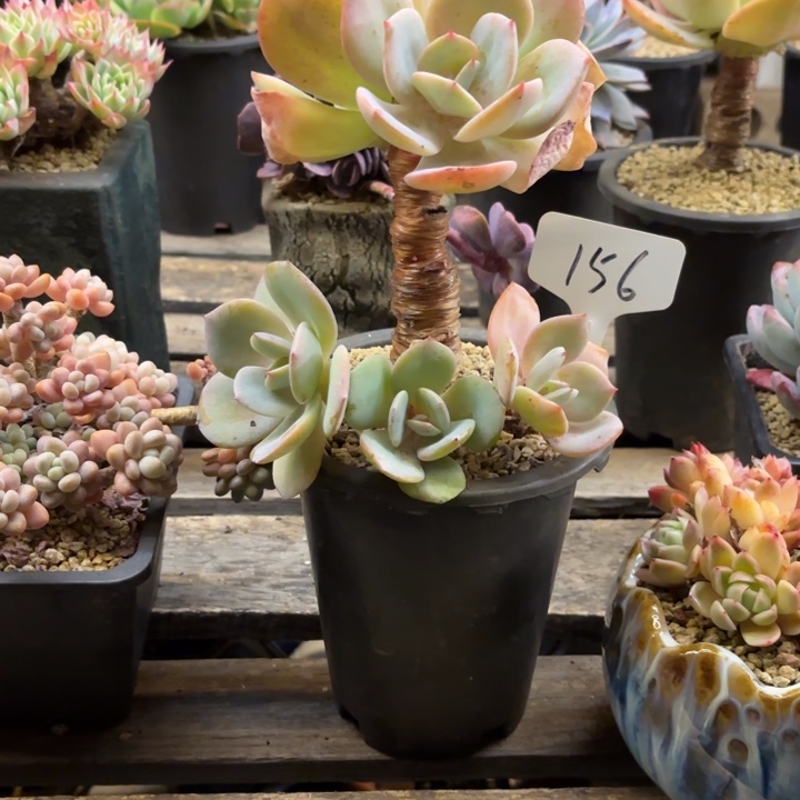 韶***华多肉植物，白凤156号