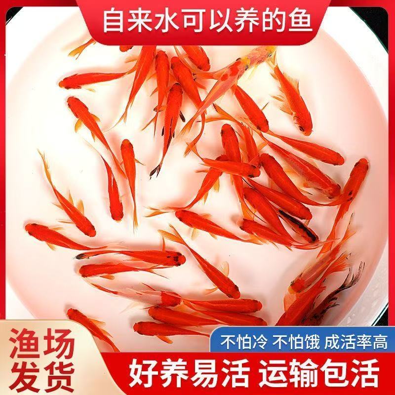 红草金鱼冷水观赏鱼好看耐活适合新手入门新奇好物鱼苗金鱼淡水鱼