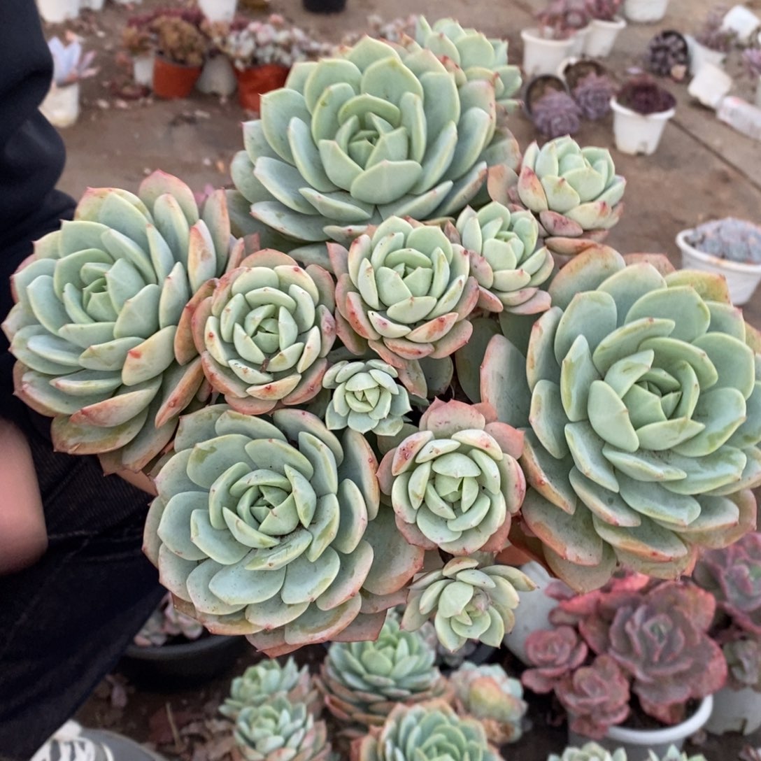 韩国恋曲五大头起发