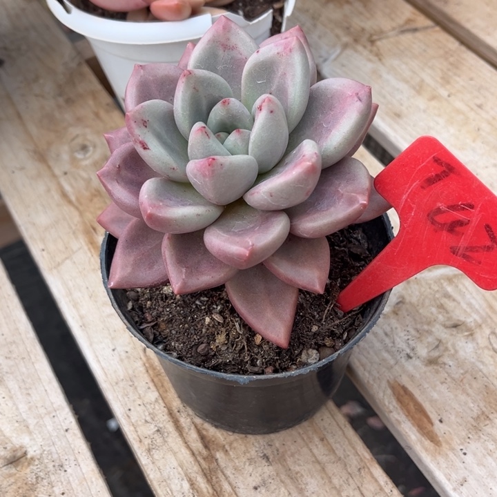 用***8桃花源多肉植物4 2