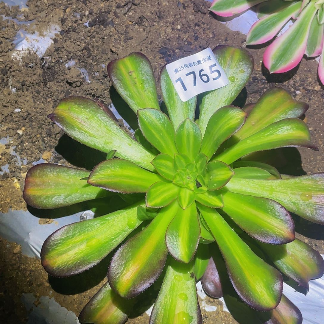 1765中班多肉植物