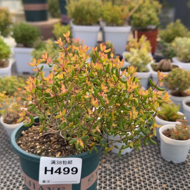 499-假飞机猪老桩