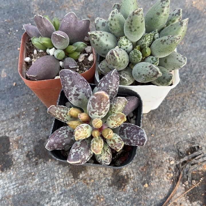 海豹组合，一物一拍