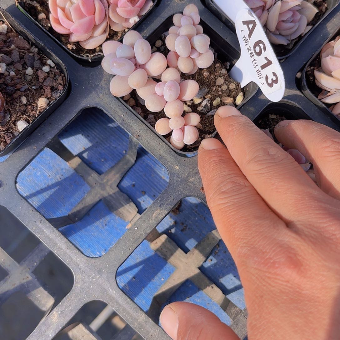 A613丸叶糖果一物一拍