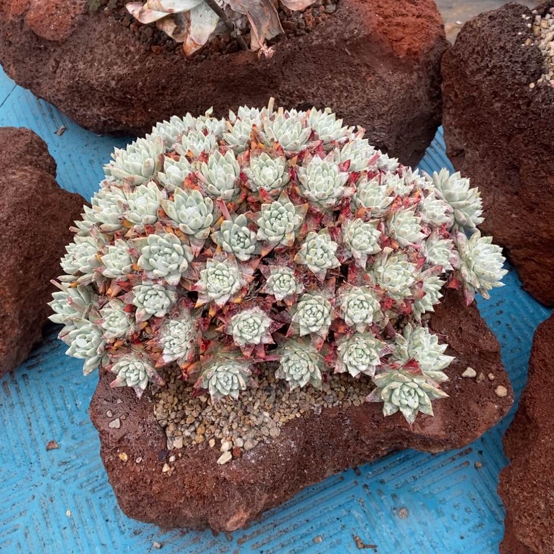 白雪多肉植物有小的