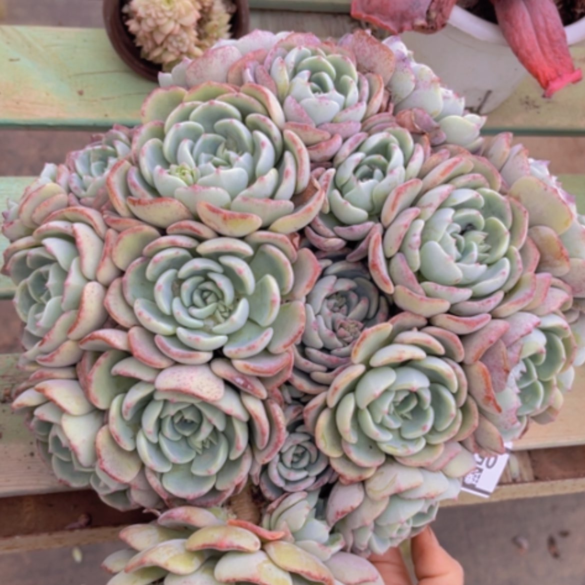 【闪购商品】千山雪0584