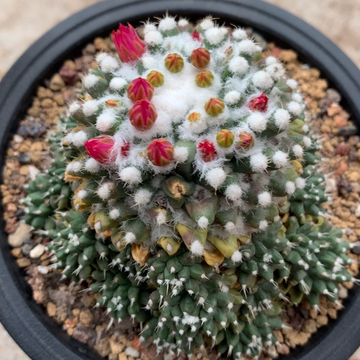 【闪购商品】实生实生