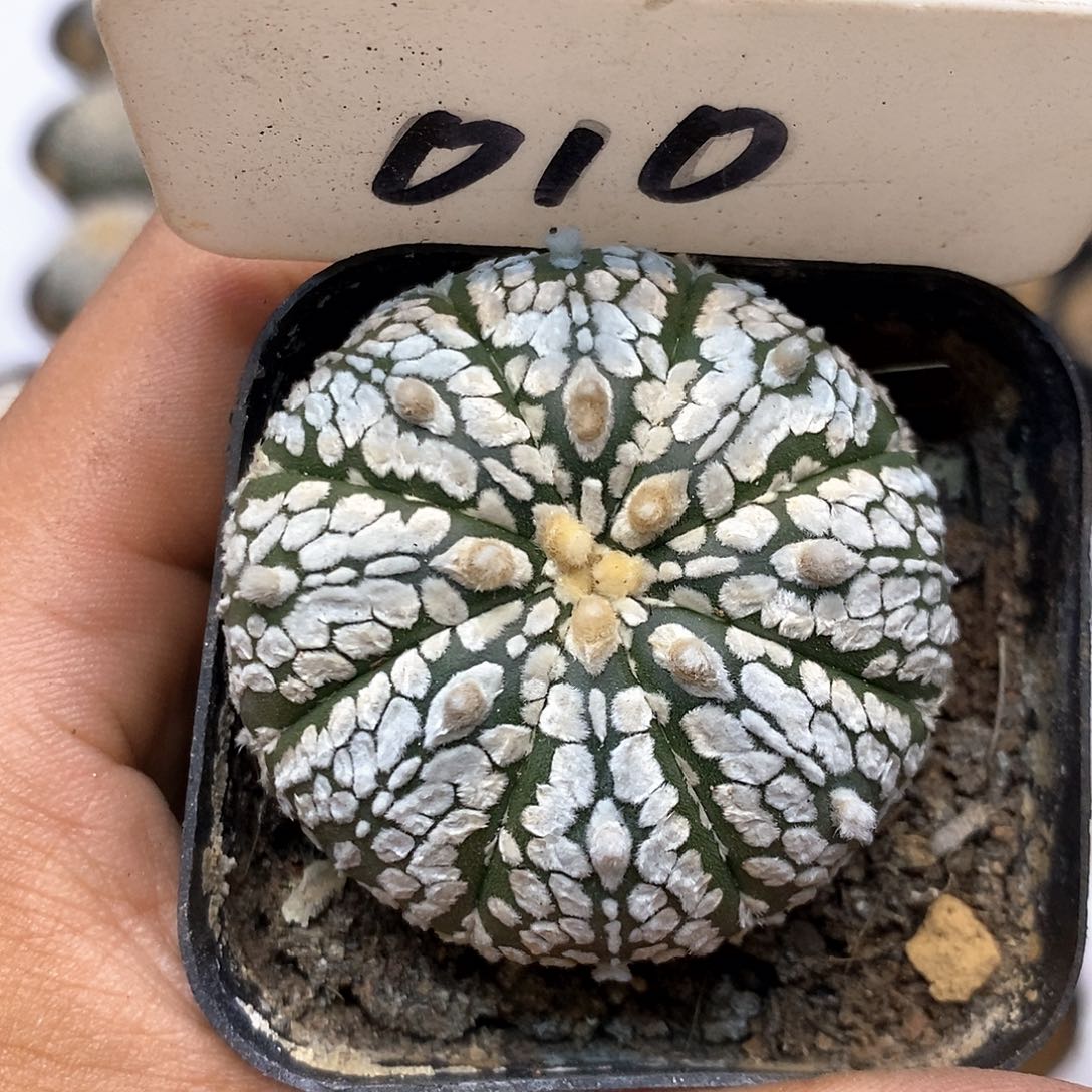 010福利特价咯福利了