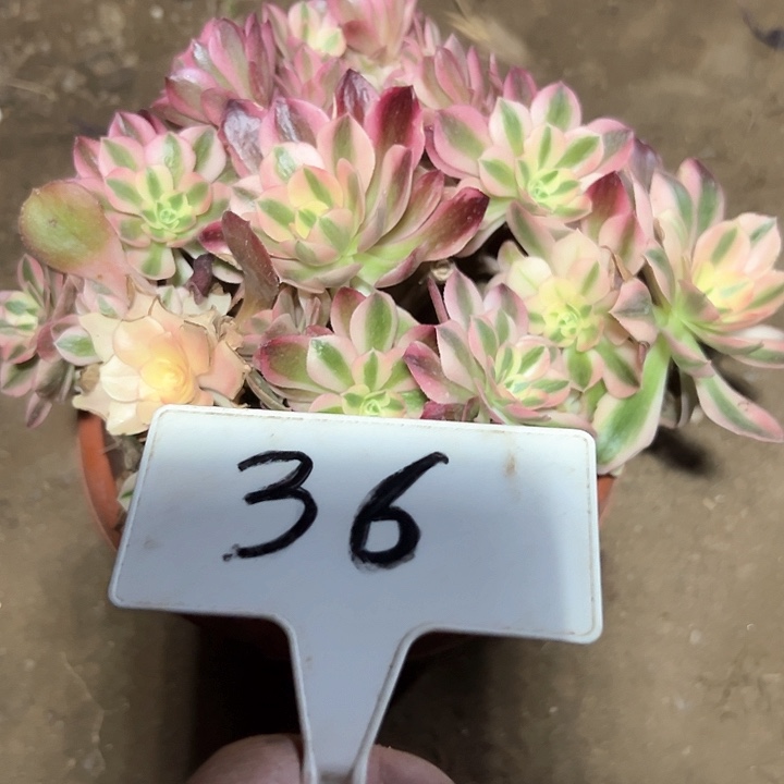 1****7多肉植物粉女巫法师