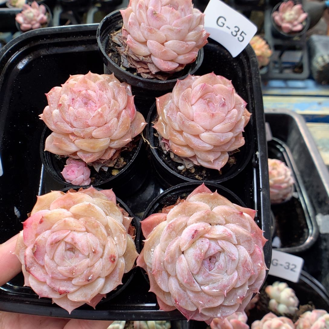 G35纯爱，柿子多肉20包邮两天凑单