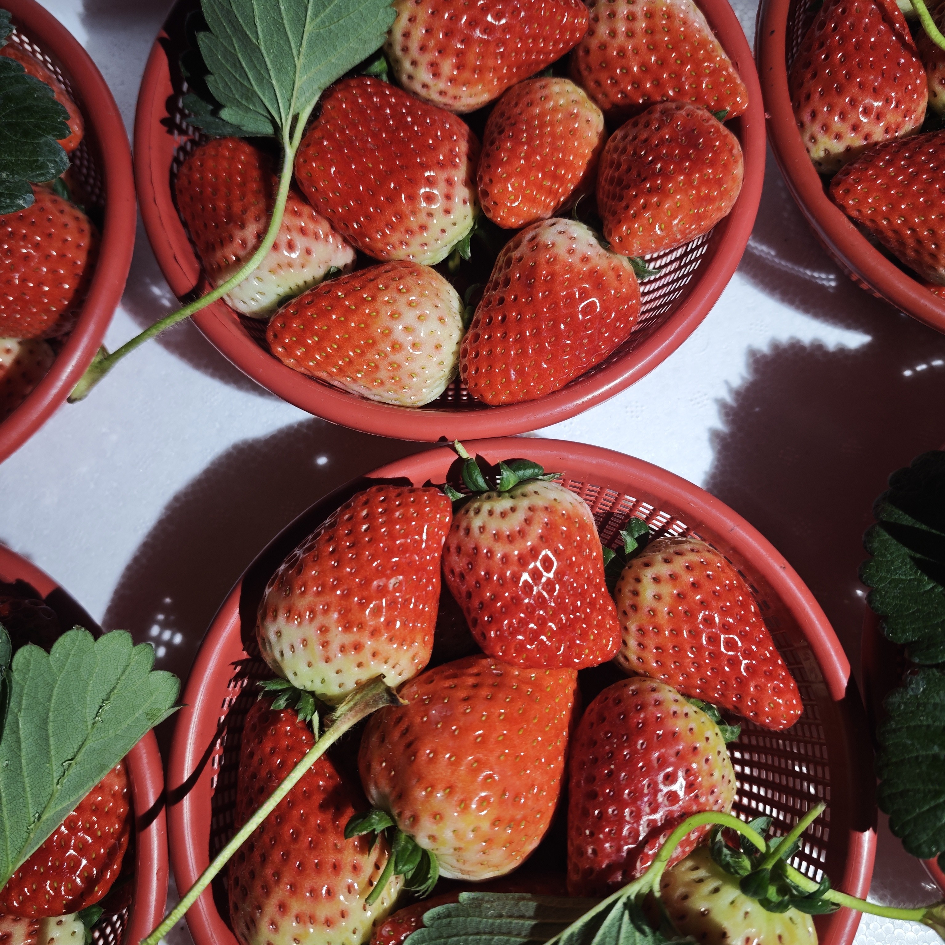 【贵妃小果】25g以下 净重2.8-3斤