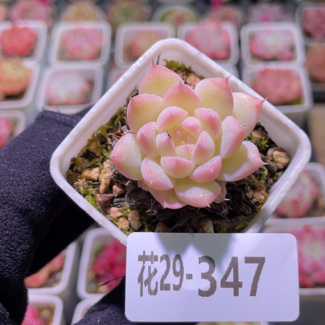 花利美29-347海王