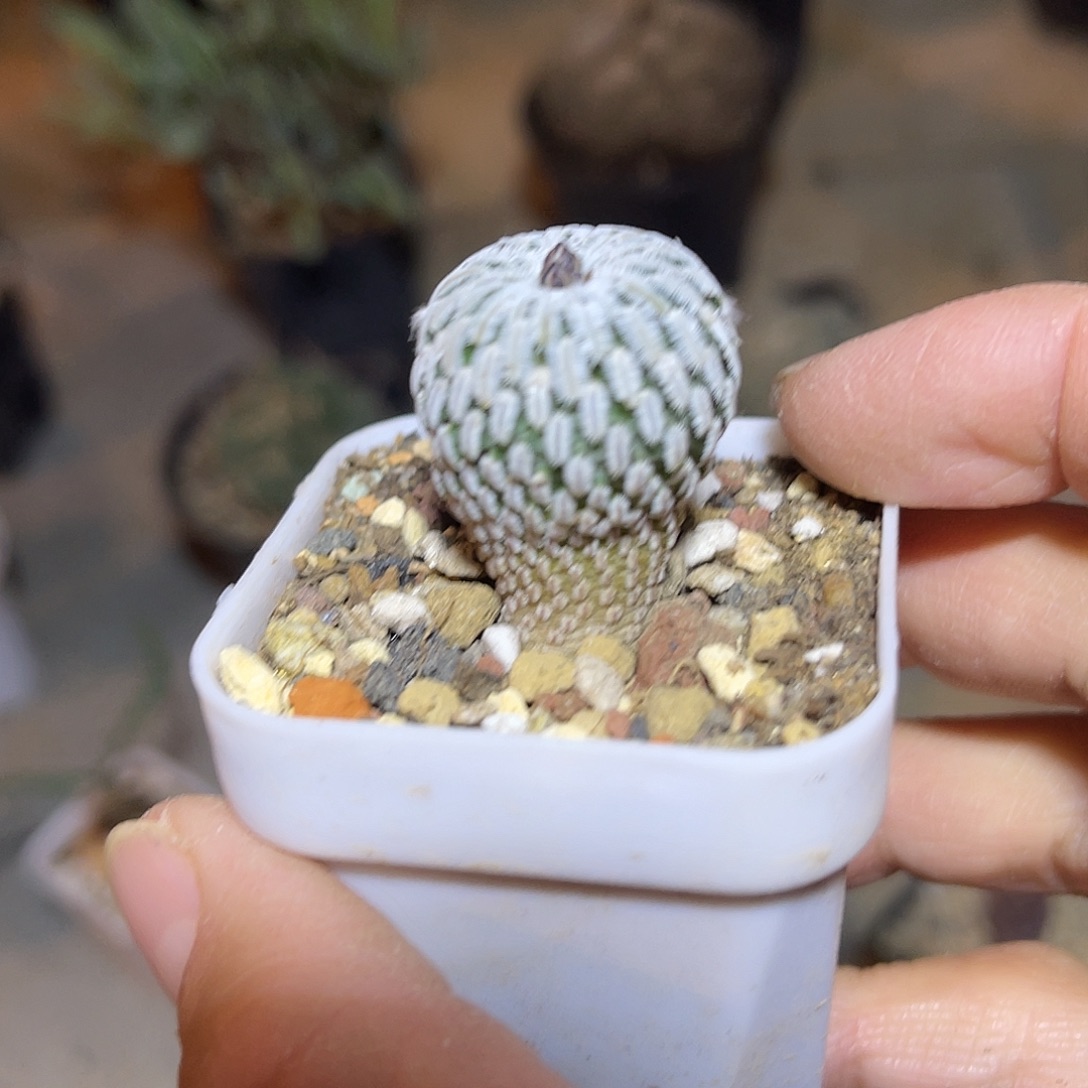 实生精巧殿仙人球