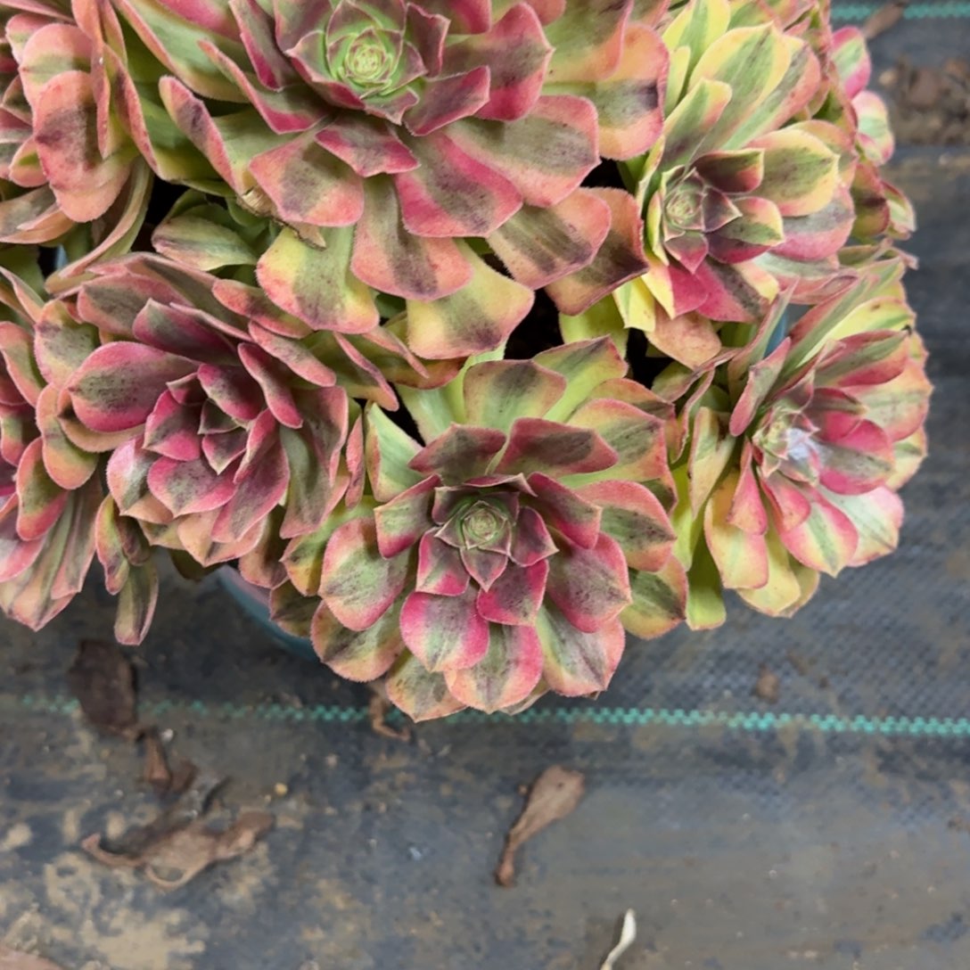 雨河多肉植物老庄808