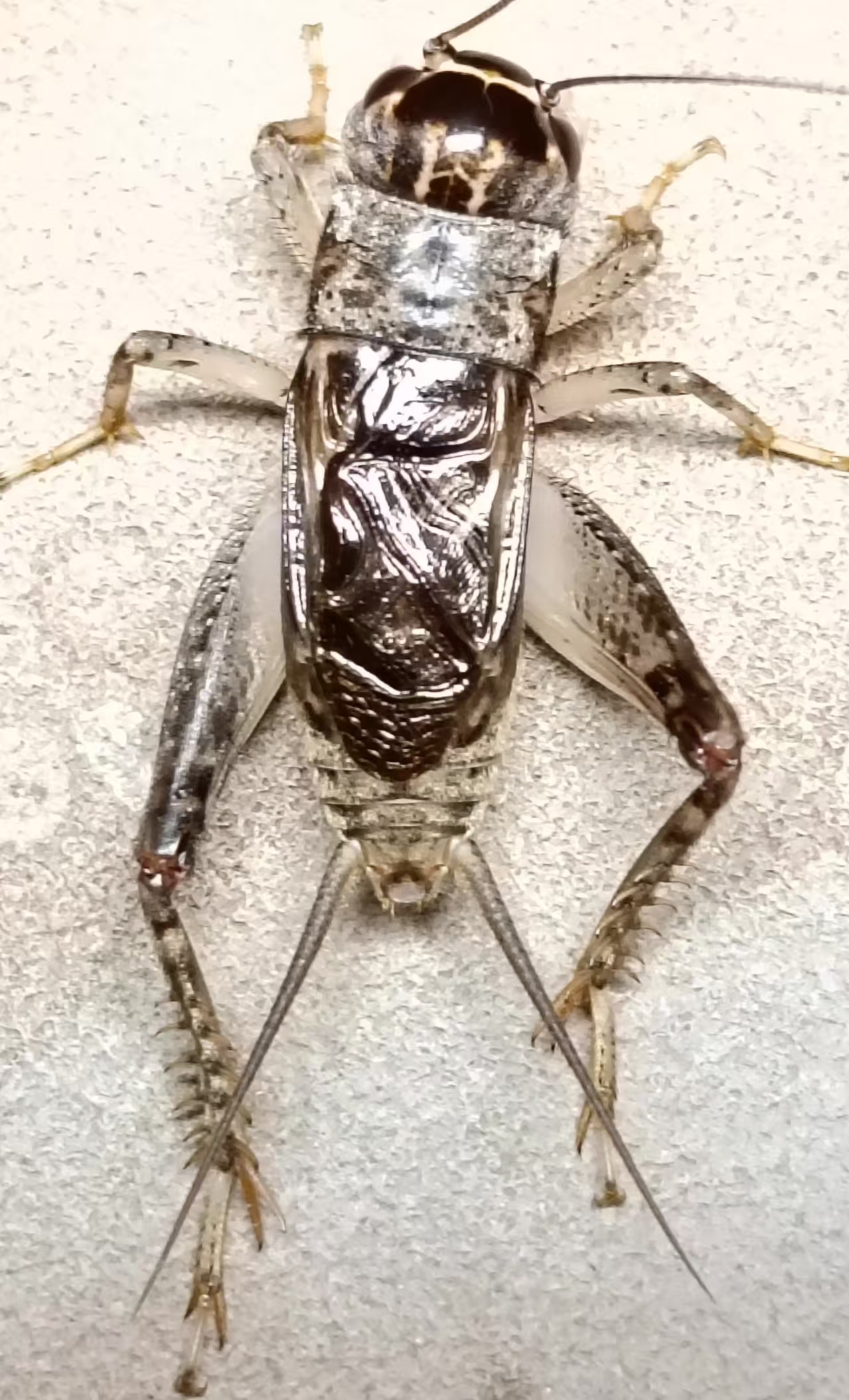 活体野生蟋蟀宠物活体饲料