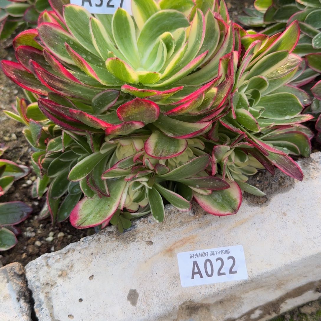 ?**?327海王到秋天。多肉植物