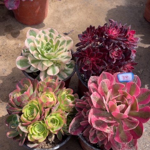 714多肉植物组合