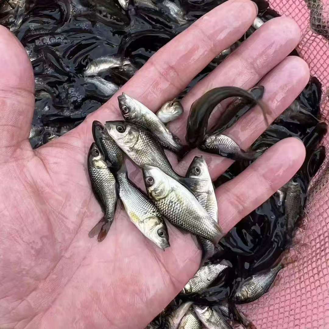 四川大鲤鱼  黄河大鲤鱼 生态养殖渔场直发