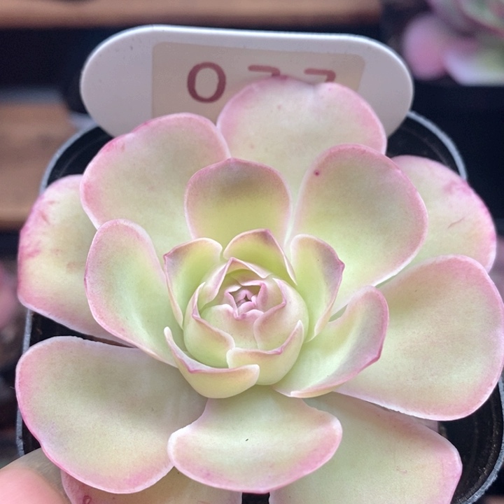 阿***林楹楹山地玫瑰/077