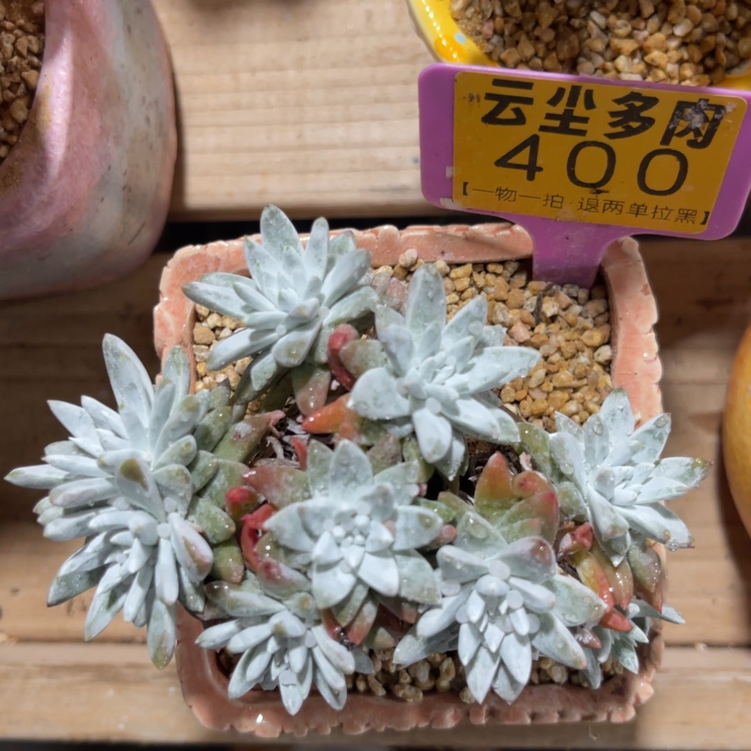 云尘多肉一物一拍不含盆400