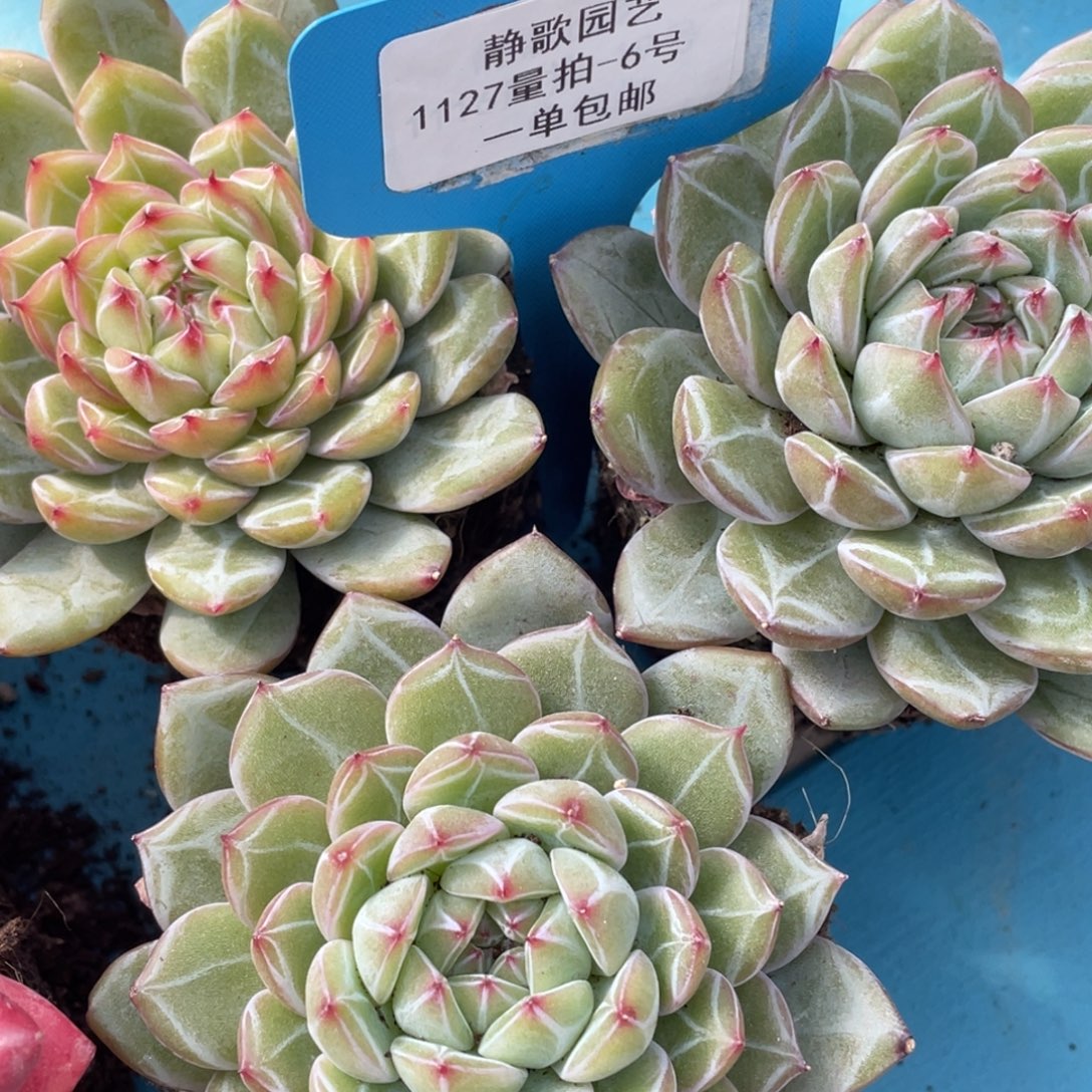 1127-6-雪花珍妮单头全暗纹一块