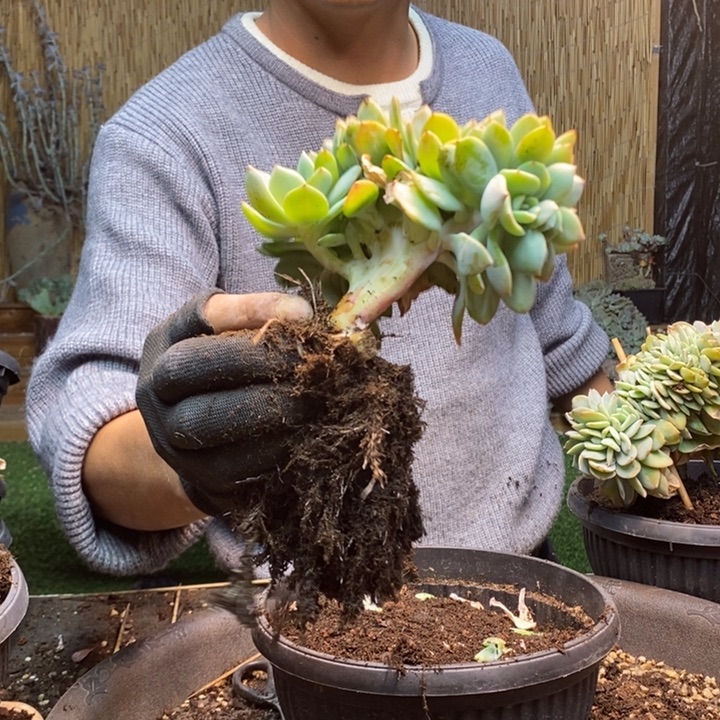 m***u398 号白凤多肉植物