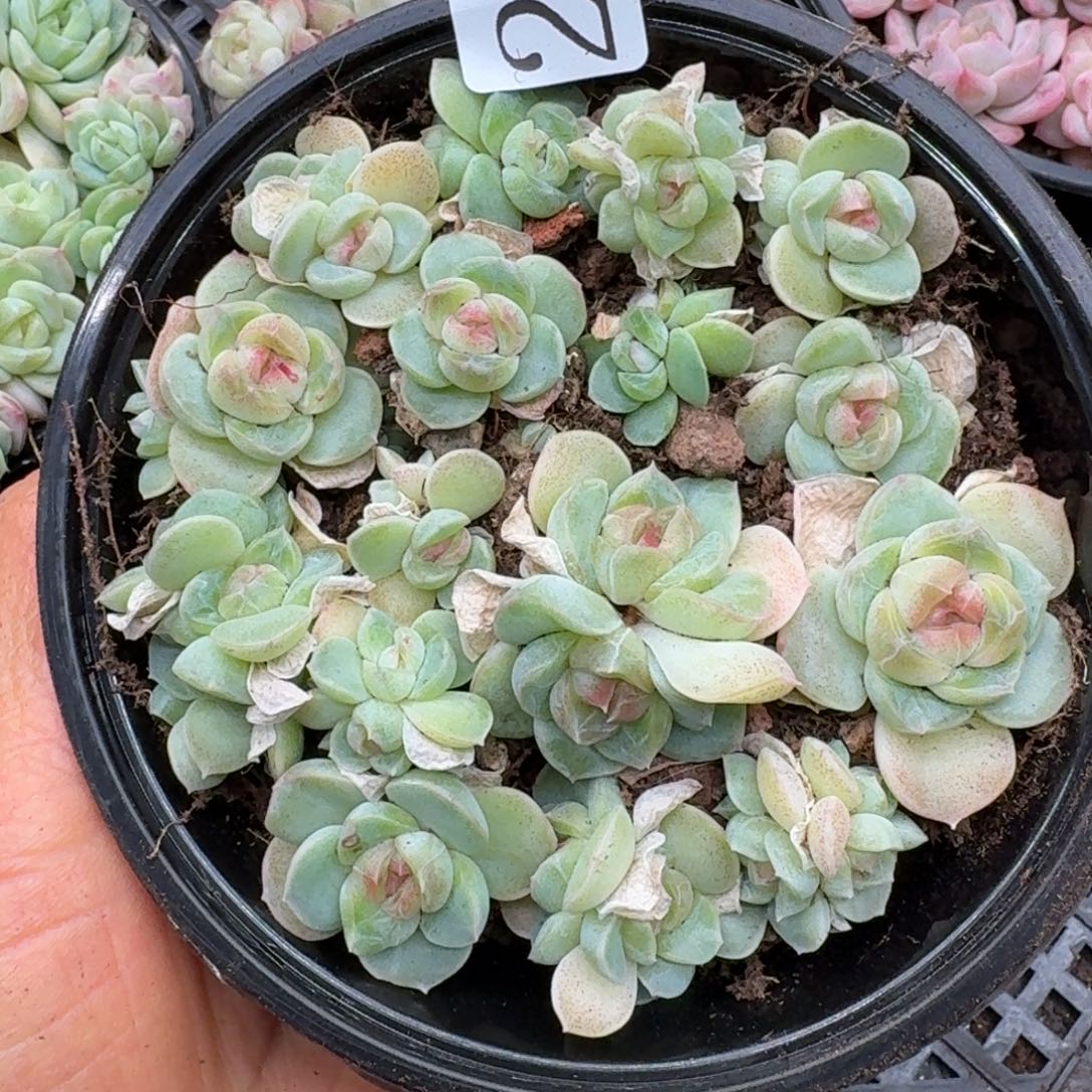 多肉植物多肉植物215