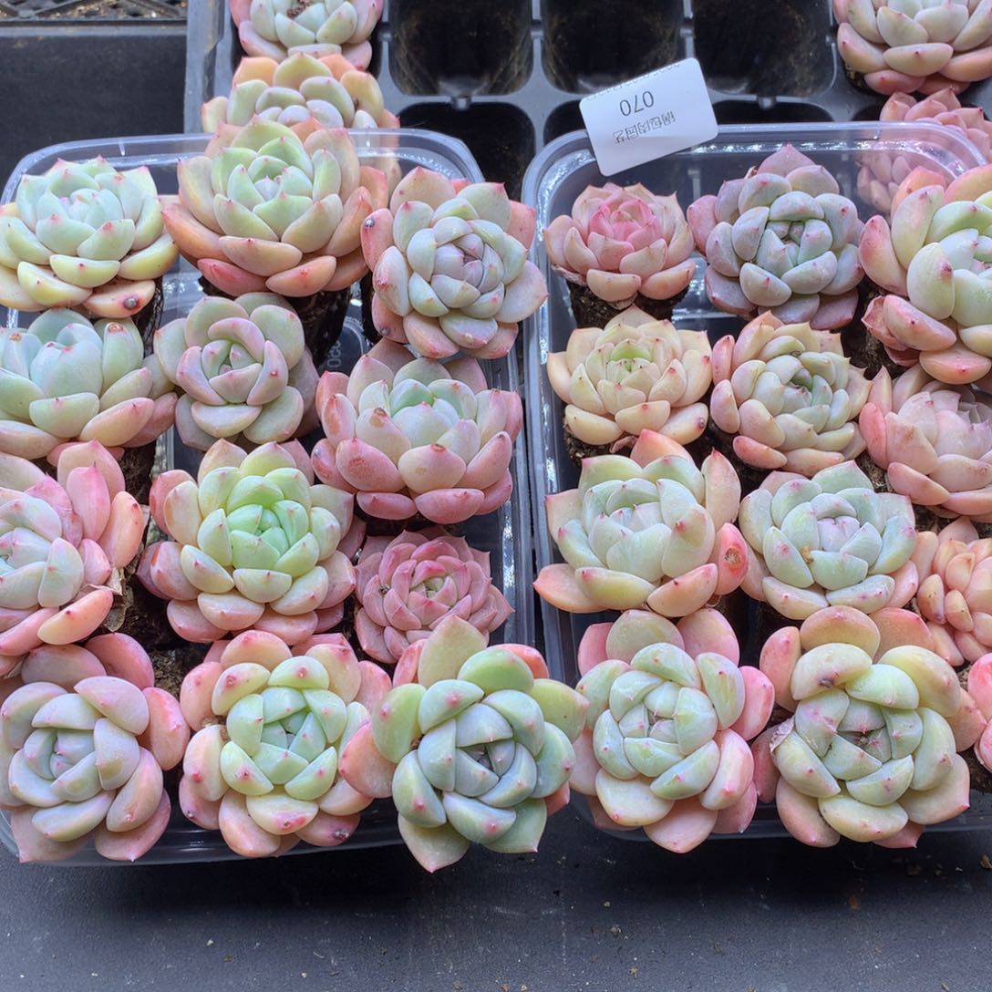 反反复复还是很开心的070