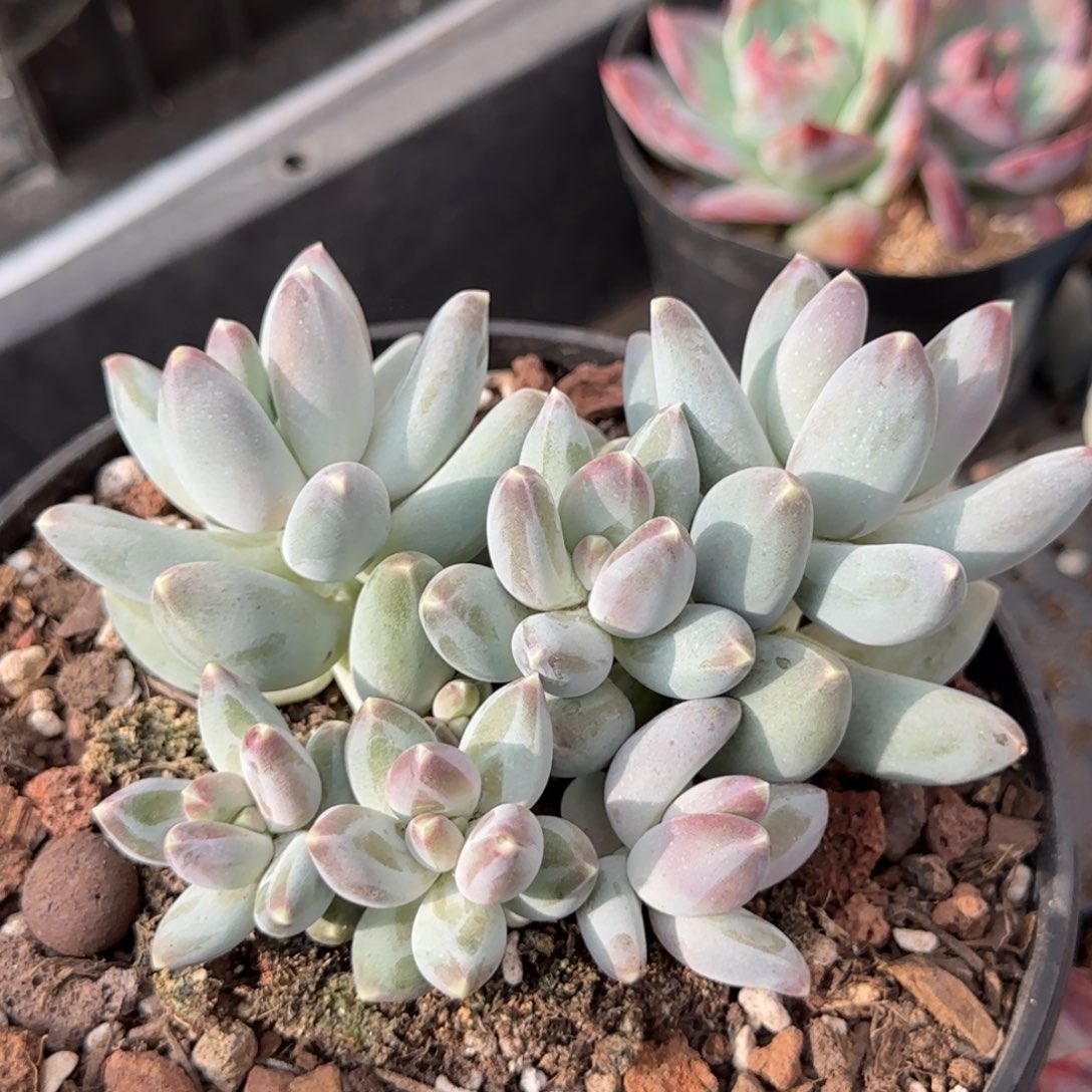 京美人惊鸿一物一拍包装收缩花旱