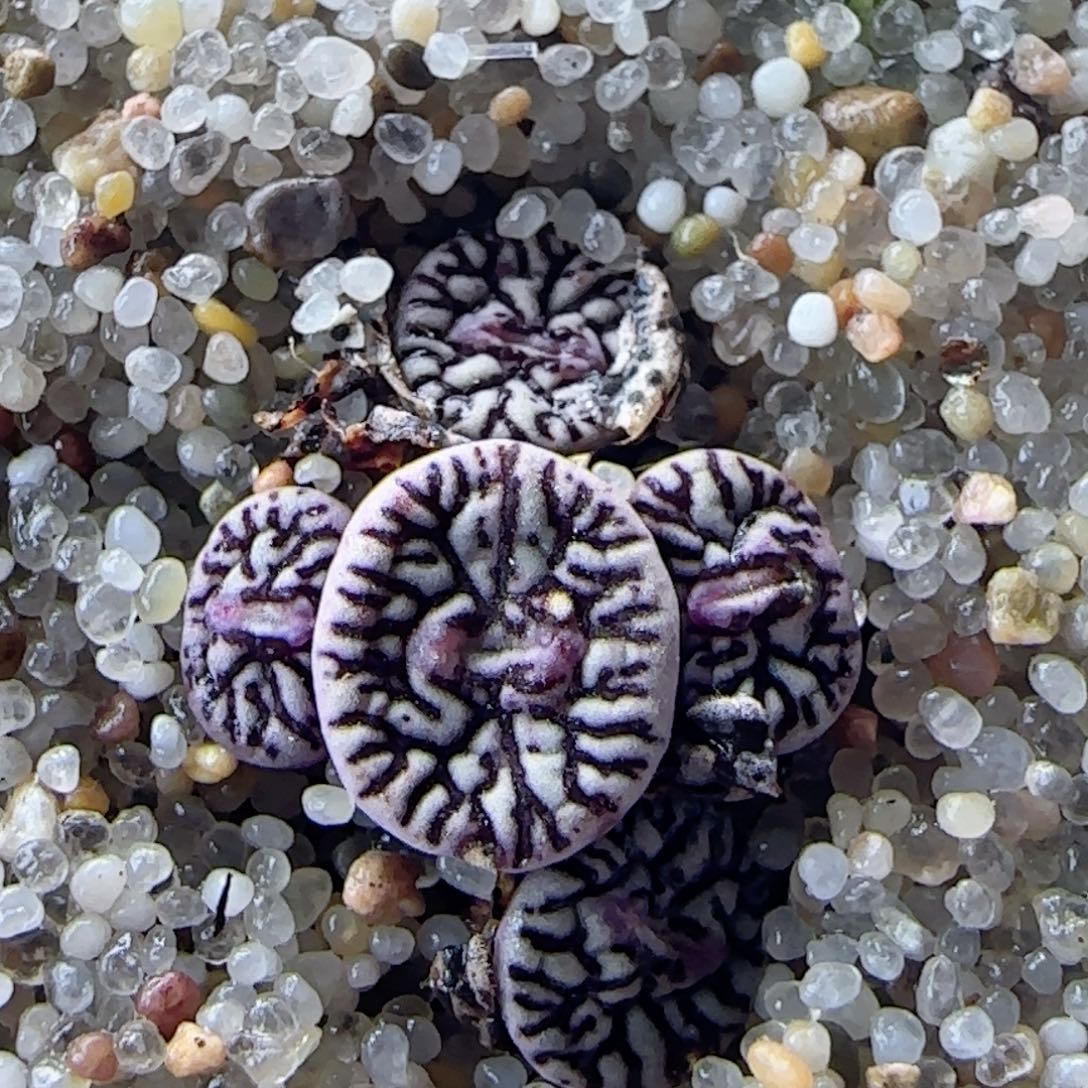 2.20.42/超墨/多肉植物