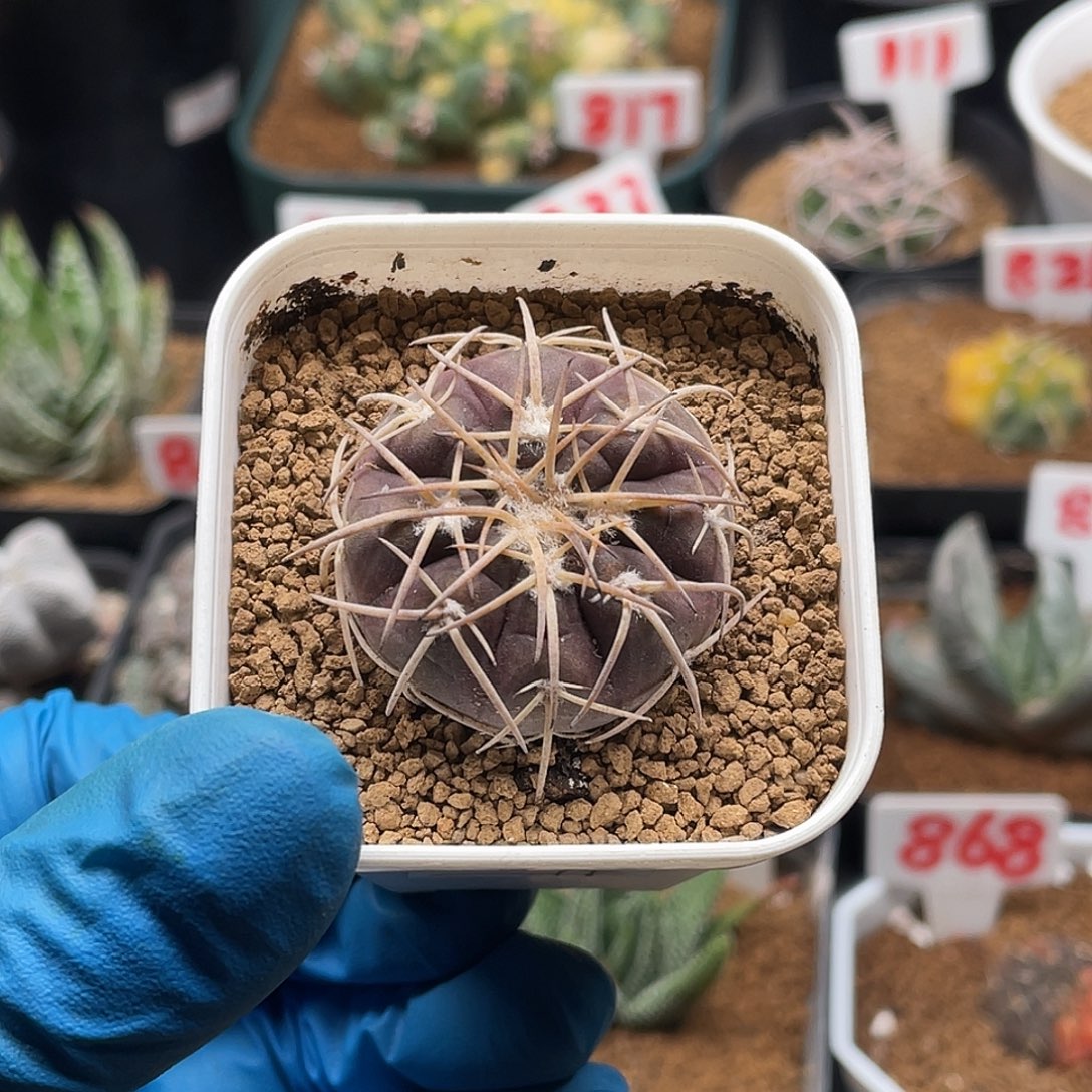 实生紫皮趴刺天平仙人球