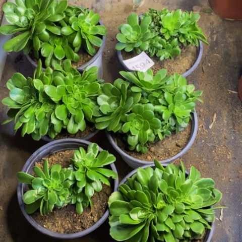 6盆绿羊绒多肉植物 4597