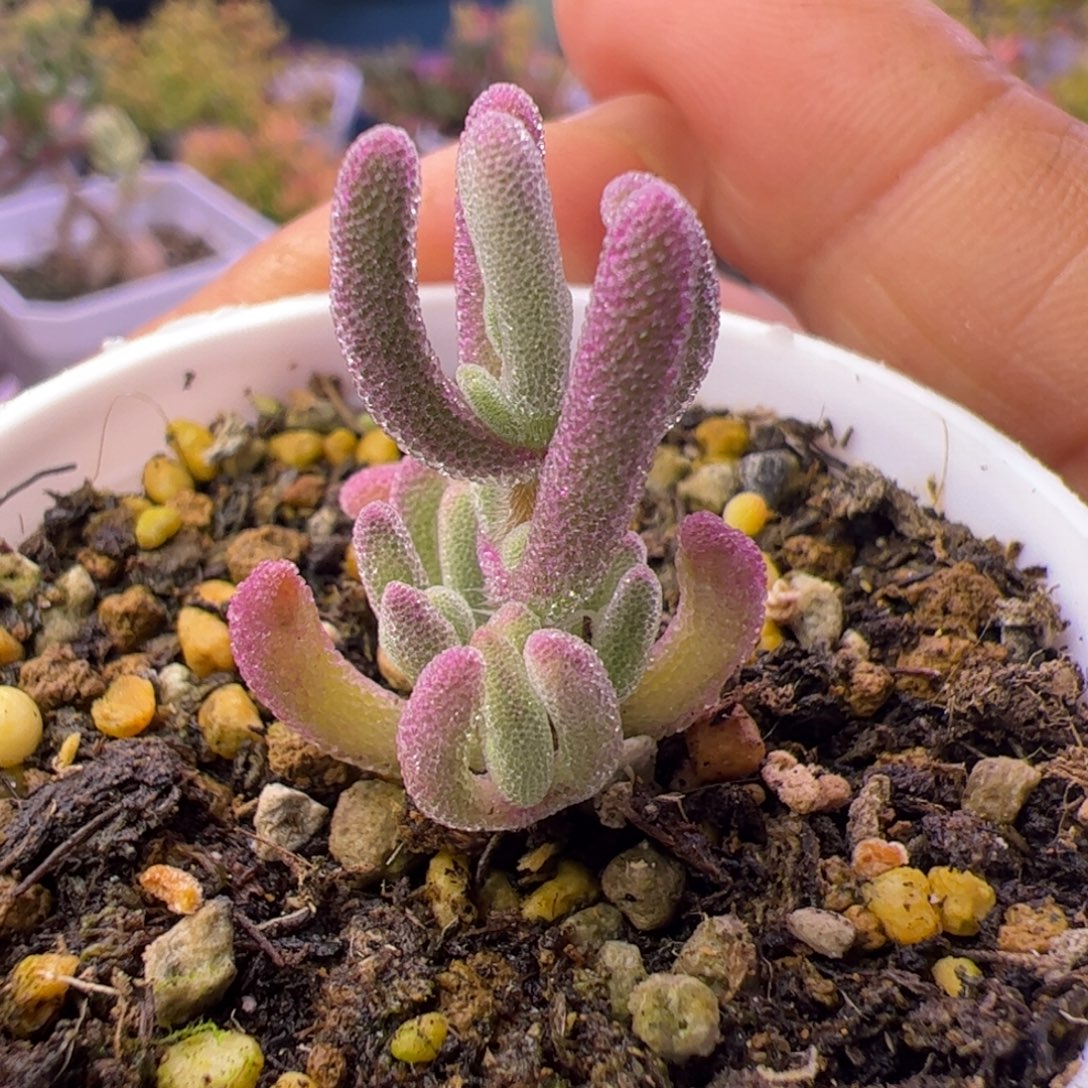 多肉植物枝干超紫