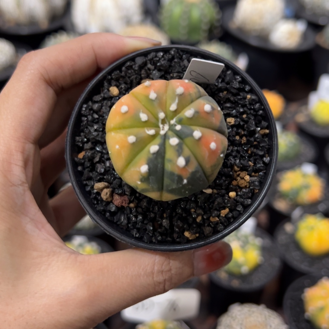 三七 实生兜锦 高桩 一物一拍