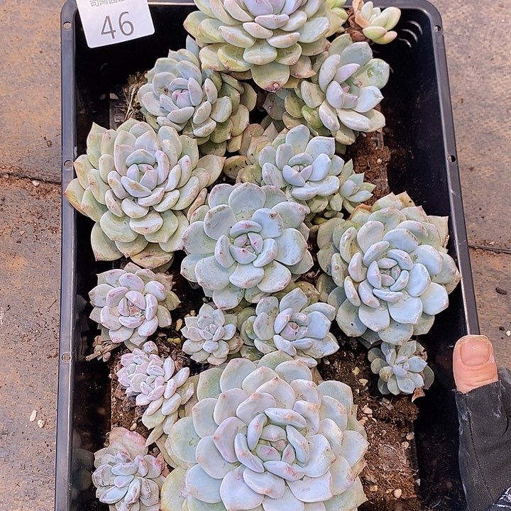 46 多肉植物盆栽花卉植物