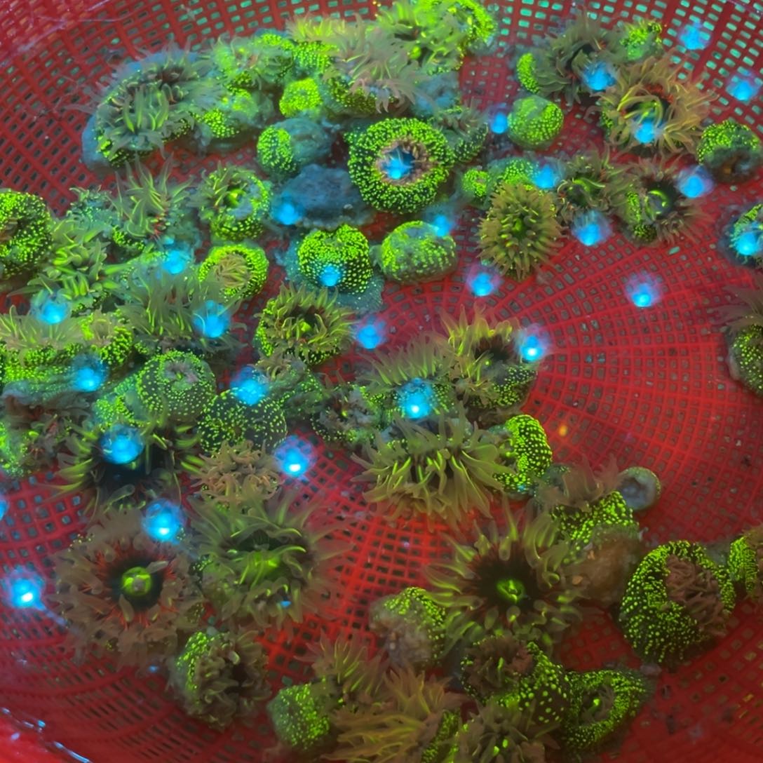 平***福纽扣珊瑚绿釉22222