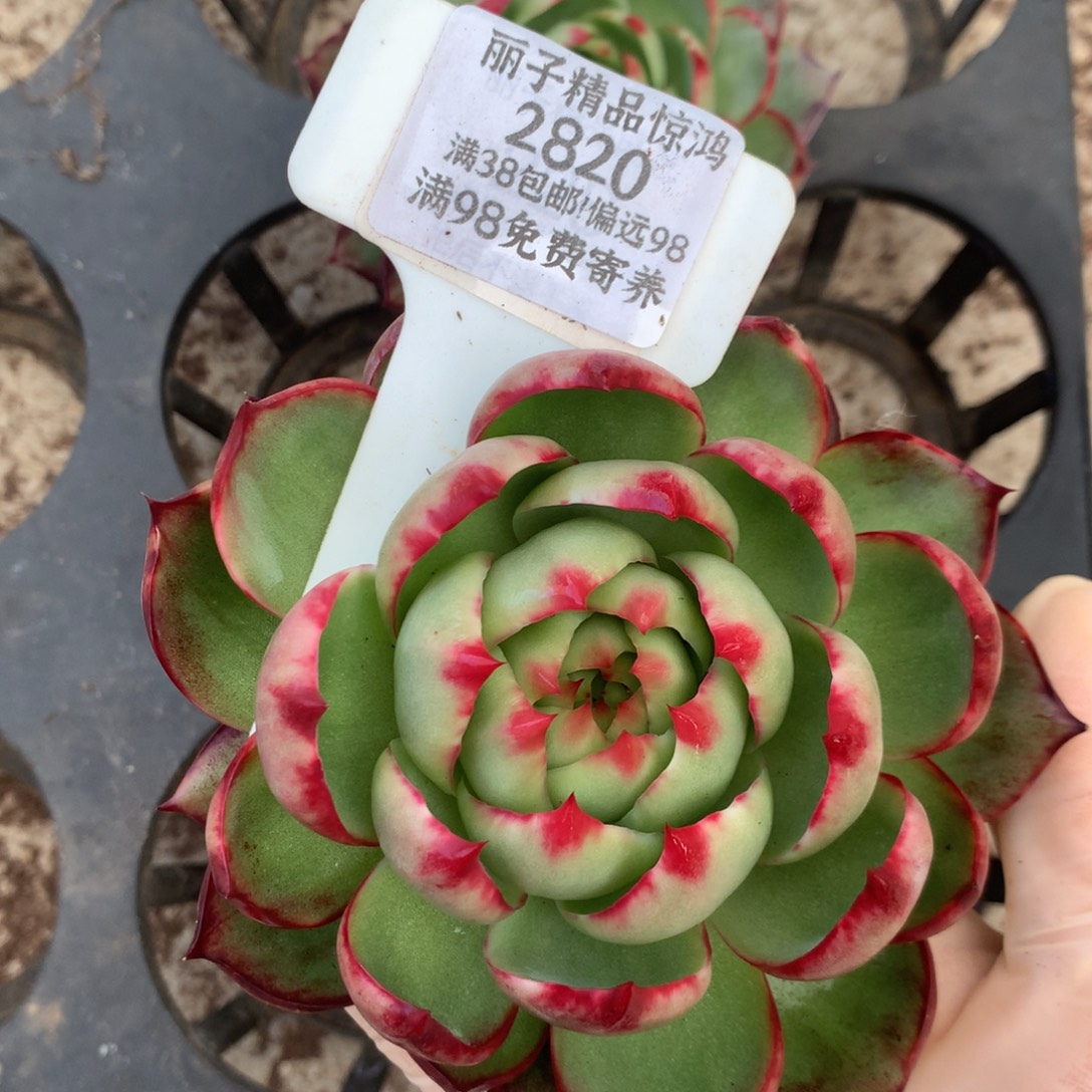 2820号多肉植物惊鸿12厘米