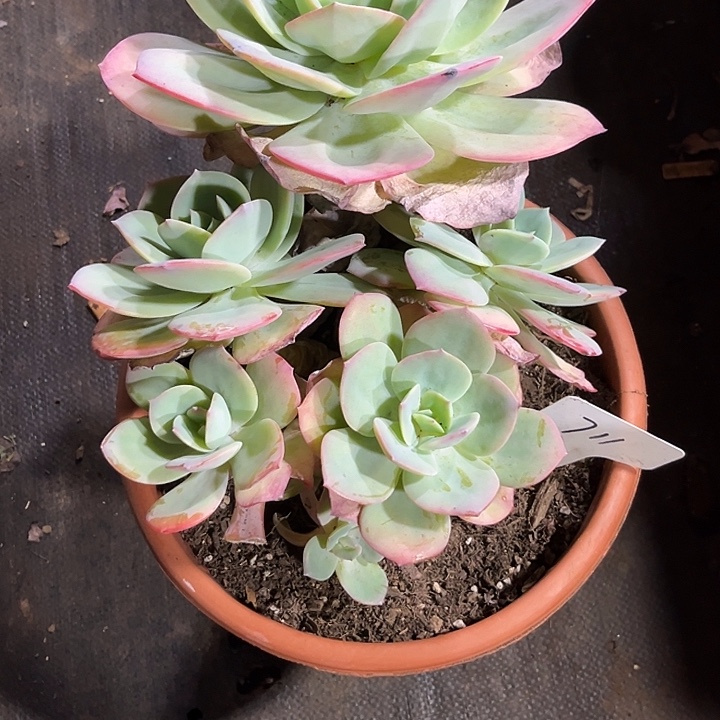 独***在0000000000000000000711