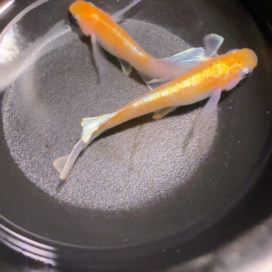 青鳉鱼一物一拍138