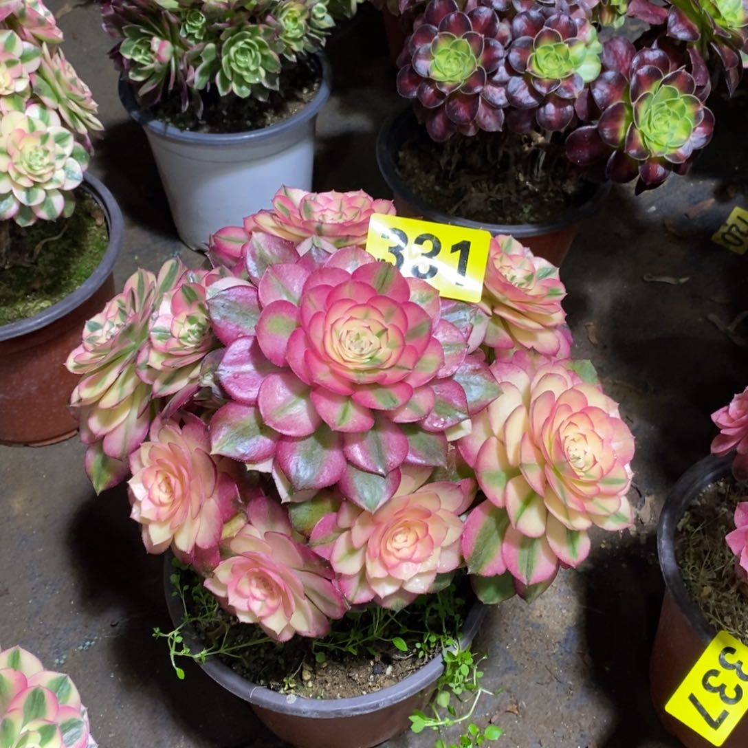 李*姐荔枝多肉法师331