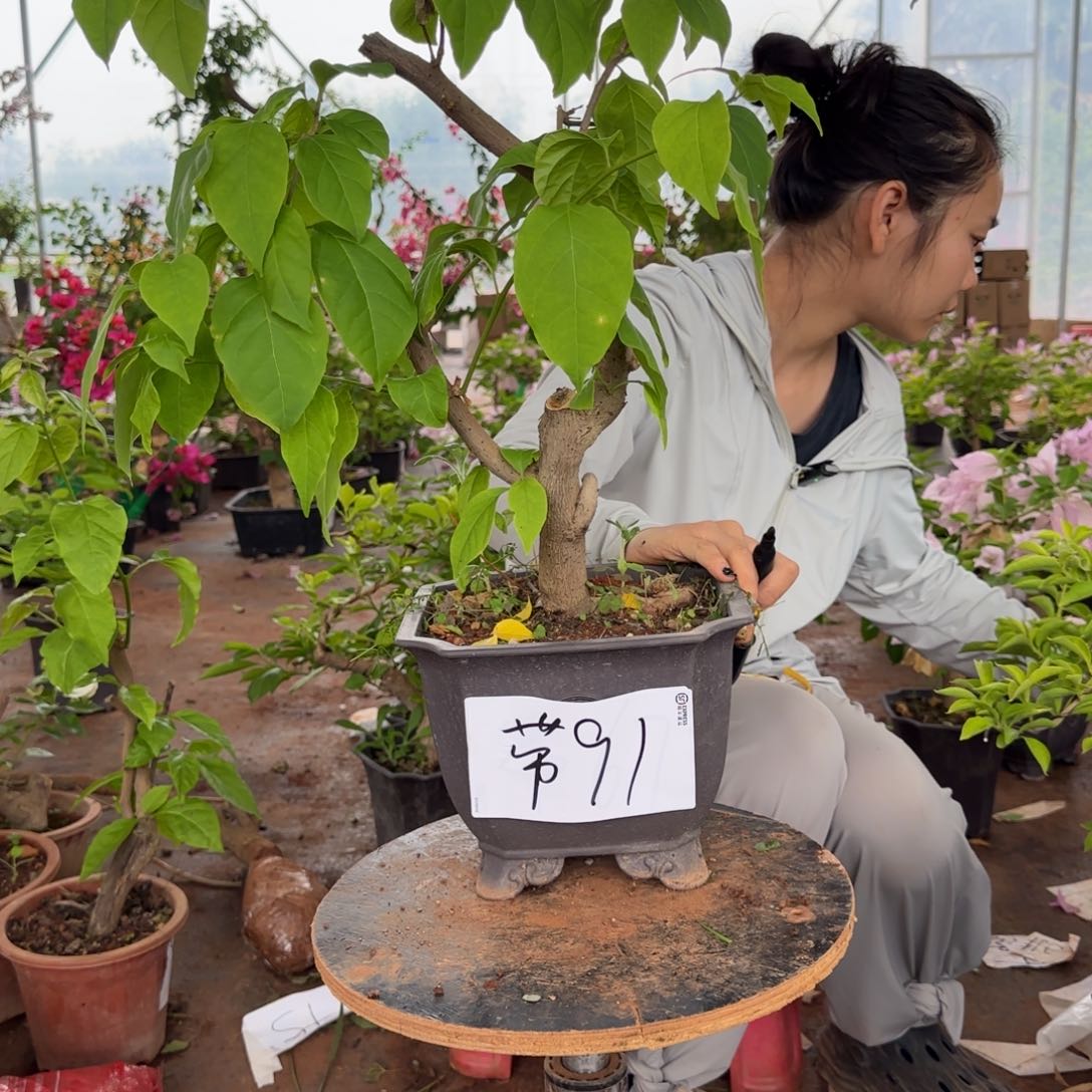 大部分花苞少量开放口红 91