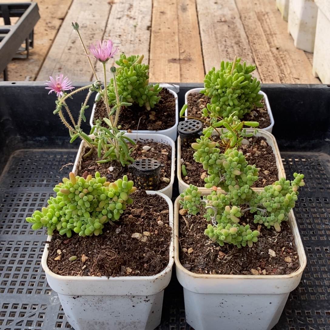 枝干番杏多肉植物871