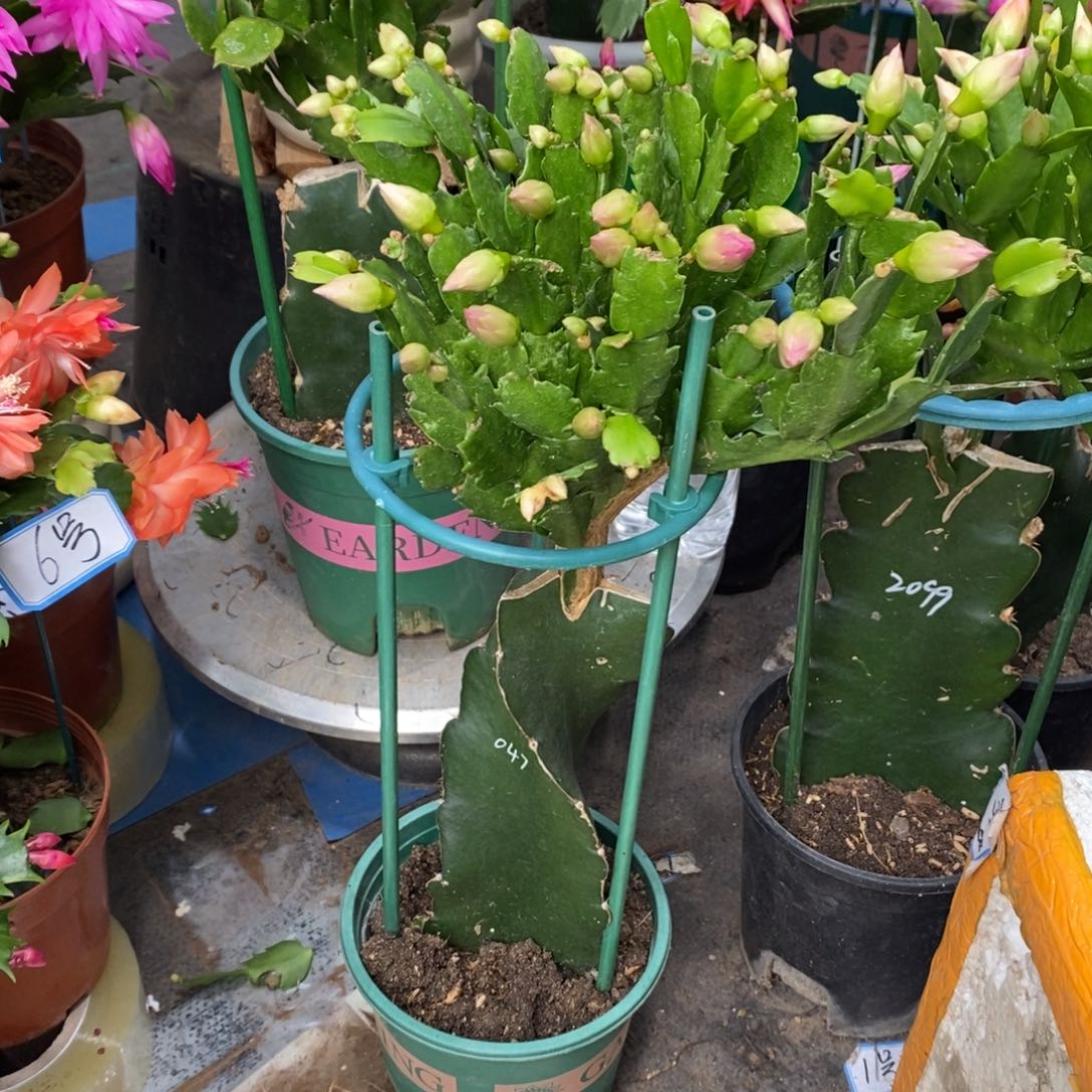 完全开放047 火火火