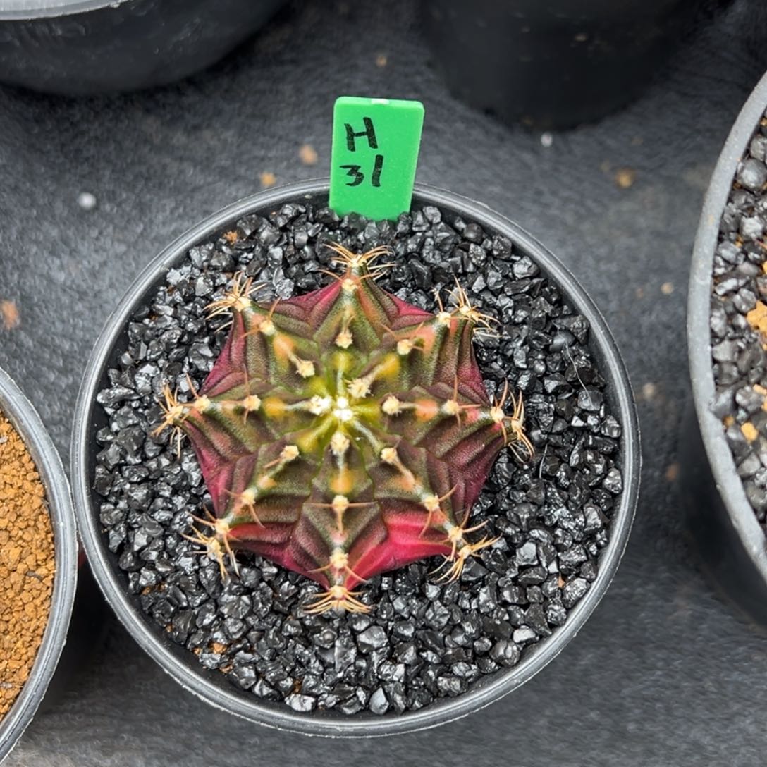 H31泰系米哈锦，带盆土发货