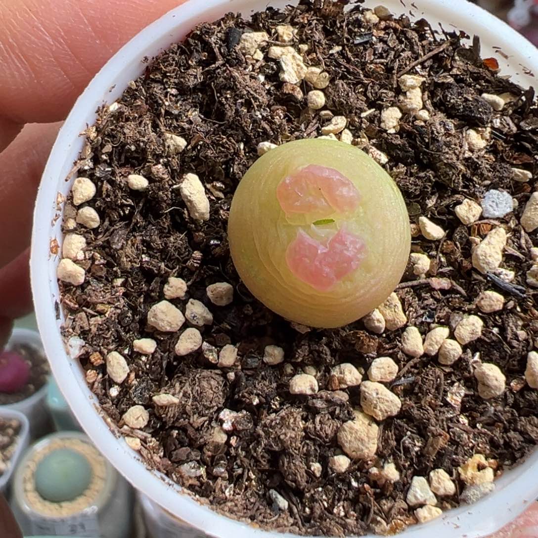 多肉植物105号拉登