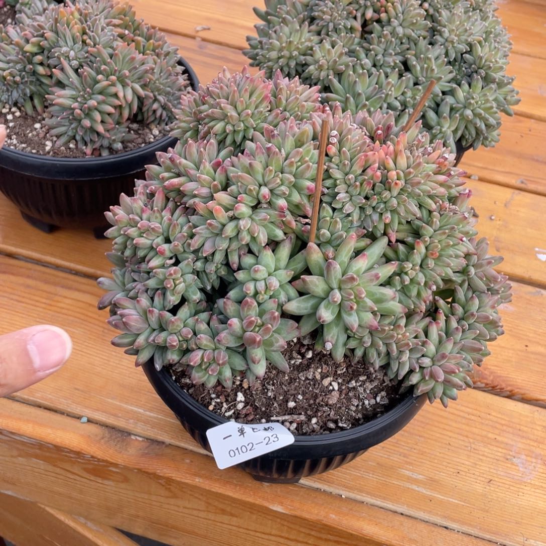 小***园0102-23-伊卡鲁斯缀化，。。。。。，