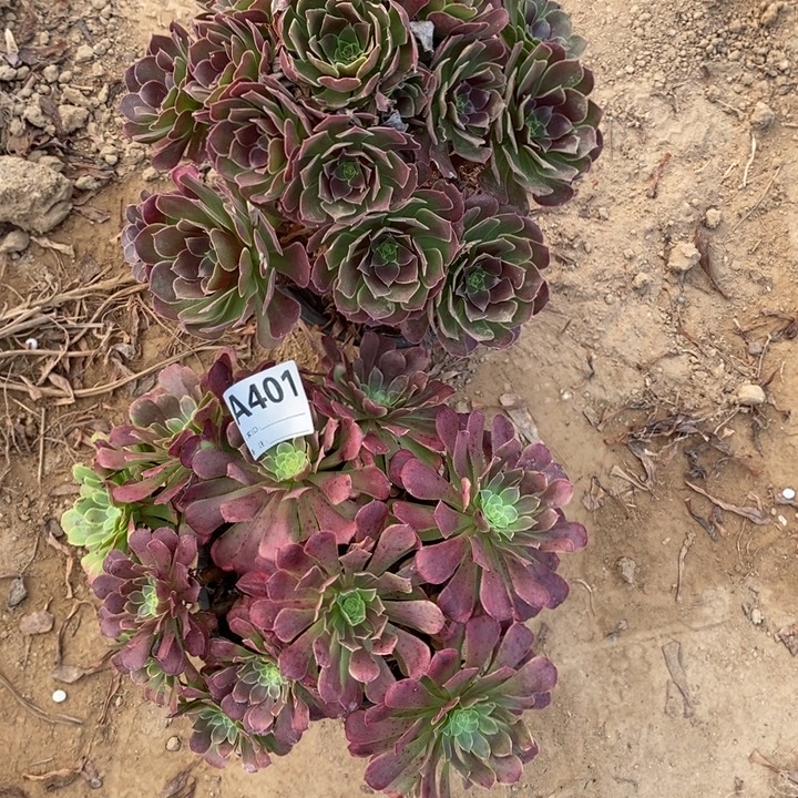 完全开放401组合套餐多肉植物