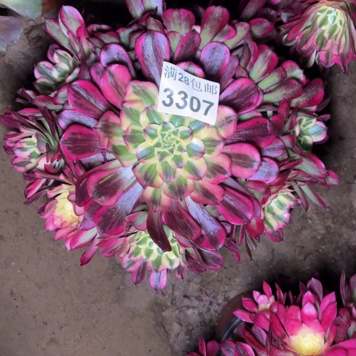 3307天合多肉植物