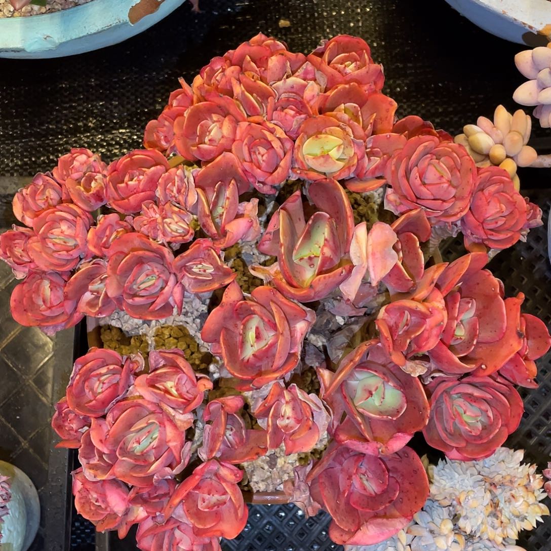 多肉植物一物一拍